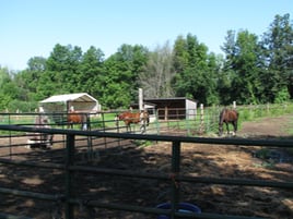 Paddock and shelters