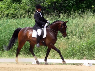 Image from the June 23-24, 2012 Silver and Gold Dressage Show