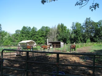 Horses and shelters in paddock