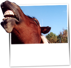 Laughing horse