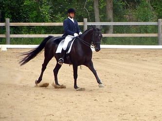 Image from the June 23-24, 2012 Silver and Gold Dressage Show