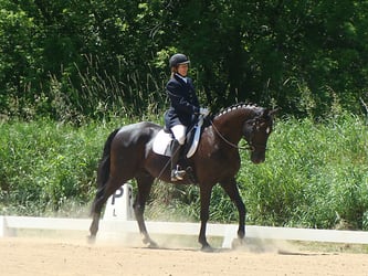 Image from the June 23-24, 2012 Silver and Gold Dressage Show