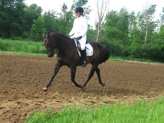 Image from the June 5th, 2010 Silver Dressage Competition