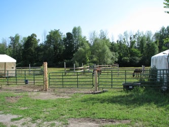 Horses and shelters in paddock