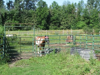 Horses in paddock